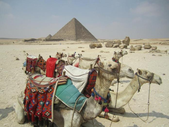 mmderosier-camels-resting